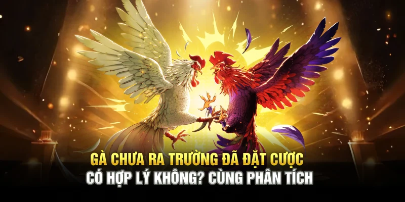 Gà chưa ra trường đã đặt cược