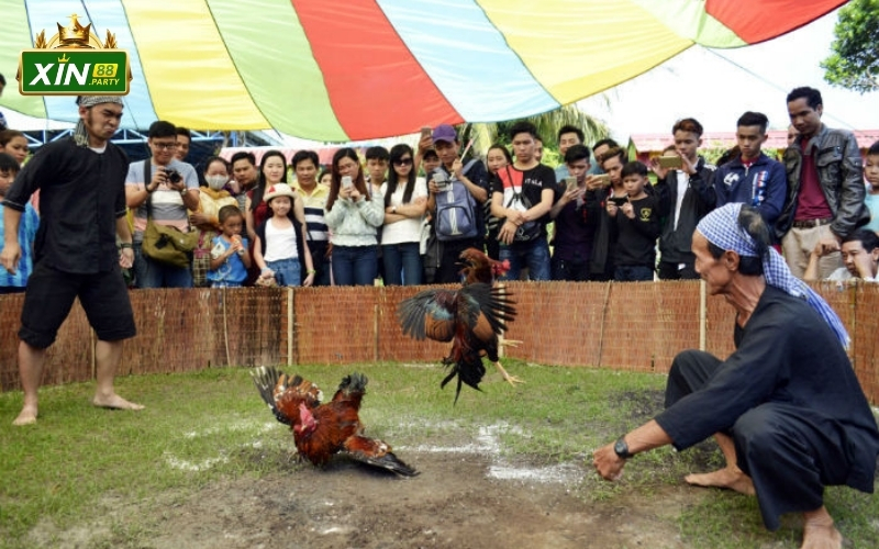 Thú chơi gà xưa: Thú vui tao nhã của các bậc tiền nhân.
