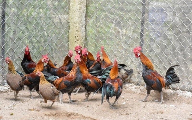 Bí quyết chọn giống và nhân giống hiệu quả